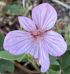 Geranium viscosissimum