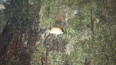 Mycena corticola