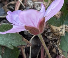 Geranium viscosissimum