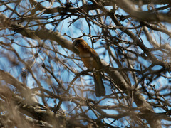 Cyanoloxia brissonii