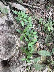 Parietaria officinalis