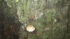 Mycena corticola