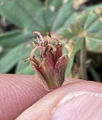 Geranium viscosissimum