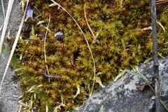 Syntrichia