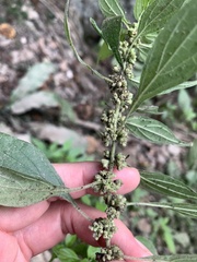 Parietaria officinalis