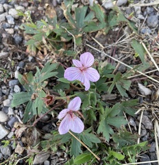 Geranium viscosissimum