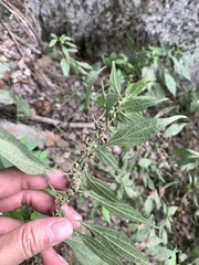 Parietaria officinalis
