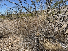 Ephedra nevadensis