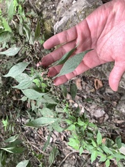 Parietaria officinalis