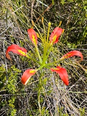 Lilium catesbaei