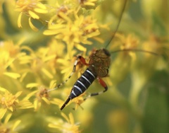 Itoplectis conquisitor