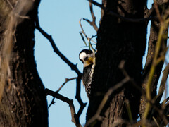 Melanerpes cactorum
