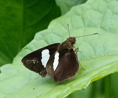 Notocrypta paralysos