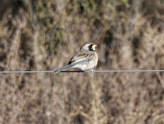 Saltatricula multicolor