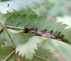 Phyllonorycter sorbi