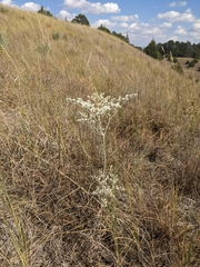 Eriogonum annuum