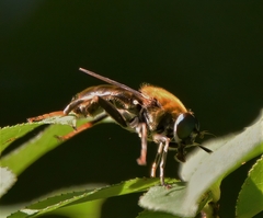 Pterallastes thoracicus