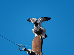 Geranoaetus melanoleucus