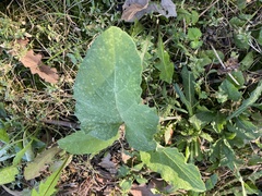 Cucurbita maxima