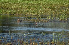 Lophodytes cucullatus