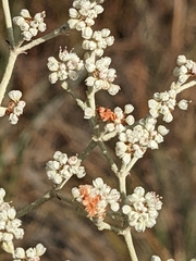 Eriogonum annuum