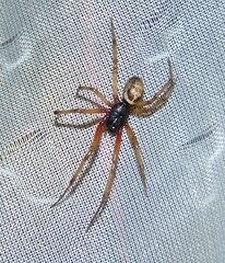 Steatoda nobilis