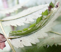 Phyllonorycter sorbi
