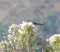 Polioptila californica