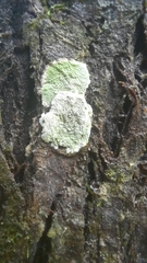 Lecanora thysanophora