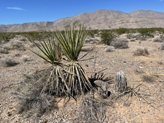 Yucca schidigera