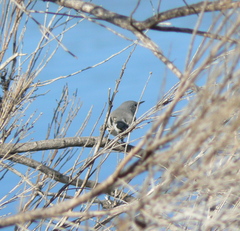 Polioptila californica