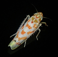 Eratoneura