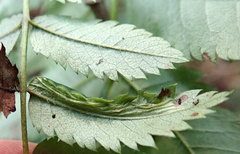 Phyllonorycter sorbi