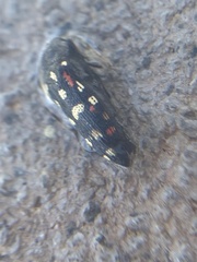 Acmaeodera gibbula