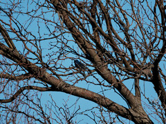 Cyanoloxia brissonii