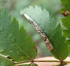 Phyllonorycter sorbi
