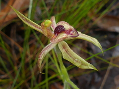 Caladenia cardiochila
