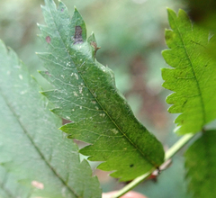 Phyllonorycter sorbi
