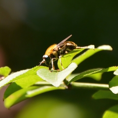 Pterallastes thoracicus