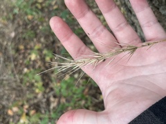Elymus canadensis