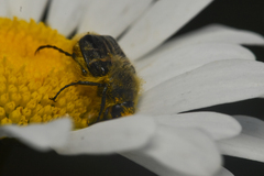 Trichiotinus assimilis