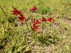 Zephyranthes bifida