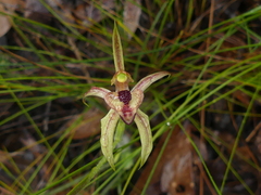 Caladenia cardiochila