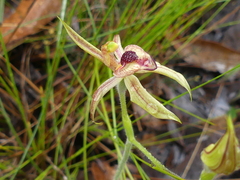 Caladenia cardiochila