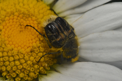 Trichiotinus assimilis