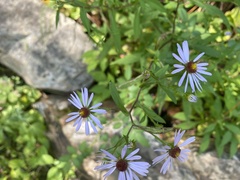 Symphyotrichum prenanthoides