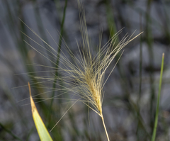 Hordeum jubatum