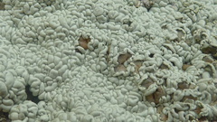 Rhizoplaca chrysoleuca