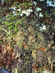 Leptogium phyllocarpum