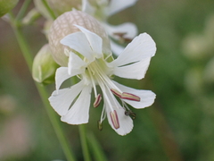 Silene vulgaris